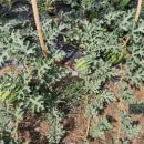 김해농장2 이미지