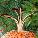 동부꽃농원 이미지