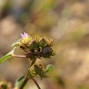 하천리-9 이미지