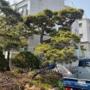 소나무농장 이미지