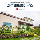 제주배또롱 이미지