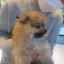 플레이독 남양주점 이미지