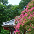 공주 여행지 추천 계룡산 신원사 배롱나무