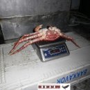 크렙킹