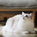 이루다 동물메디컬센터 이미지