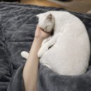 서초이음동물병원 이미지