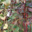 흰말채나무 (red barked Dogwood) 이미지