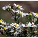 발랑리 경로당 이미지