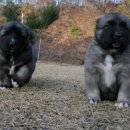 세계명견 감곡켄넬 이미지