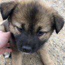 클럽레스피아in삽교바다공원 이미지