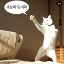 바다마루 이미지