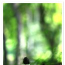 하얀버섯 이미지