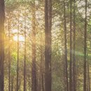 백제가요정읍사오솔길(2코스 내장호 수변데크) 이미지