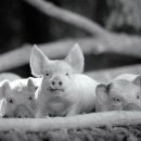 영화축산 이미지