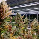 대덕농장 이미지