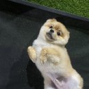 고쳐줄개 이미지