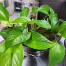 달빛숯불구이 이미지