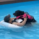 낮은굴뚝 애견펜션 | 애견동반수영장펜션 태안 낮은굴뚝애견펜션 대형견 후기 (가격, 준비물)