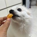 현재농장 | 제주 현타귤 타이벡 감귤 제주 현재농장 4번 구매 내돈 내산 후기