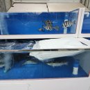 삼천포활어회집 이미지