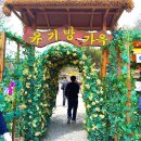 서산-동부-비상-17 | 서산 유기방가옥 수선화 축제 4월 개화 상황