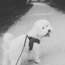 한강펫케어센터 이미지