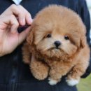 퍼피 비비드 이미지