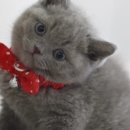 마포고양이도레미캣 이미지