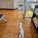 미래펫동물병원 | 반려동물을 위한 최고의 선택, 미래펫동물병원! 🐶🐱