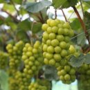 해진농장(2) 이미지