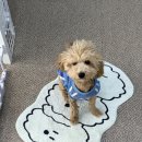 몽들레 | 창동애견미용 | 몽들레 프렌치불독 피부관리 / 강아지스파 내돈내산 만족후기