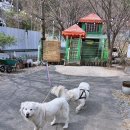 꿀꿀이와닭갈비 이미지