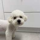 아띠펫살롱 이미지