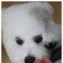 펫살롱 귀요미 이미지