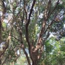 사계절송당 이미지