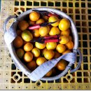 승우농장 이미지