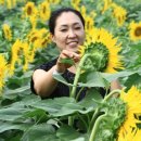 해바라기의꿈 이미지