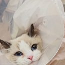 반할고양