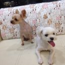 제연동물병원 이미지