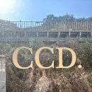 카페CCD송정점 이미지