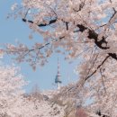 코리아세븐영등포4호점 | 봄철 서울에서 벚꽃 구경하기 좋은 명소 TOP 5