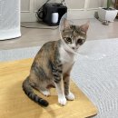 쥬시동물병원 | 안산 고잔동 쥬시동물병원 고양이 중성화 수술하러 다녀온 후기