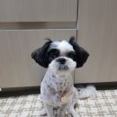 호텔스 컴도그 이미지