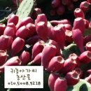 선화농장 이미지