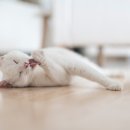 송도 종합 동물병원 이미지