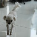 코델리아 이미지