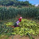 금성상회 이미지