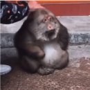 일본 절에있는 원숭이 이미지
