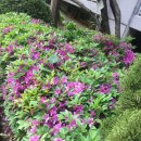 다사읍사무소~대신의료기 | 사회관계망서비스(SNS) 부당광고 모니터링 결과 발표