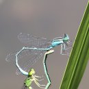 사랑의 대화 이미지